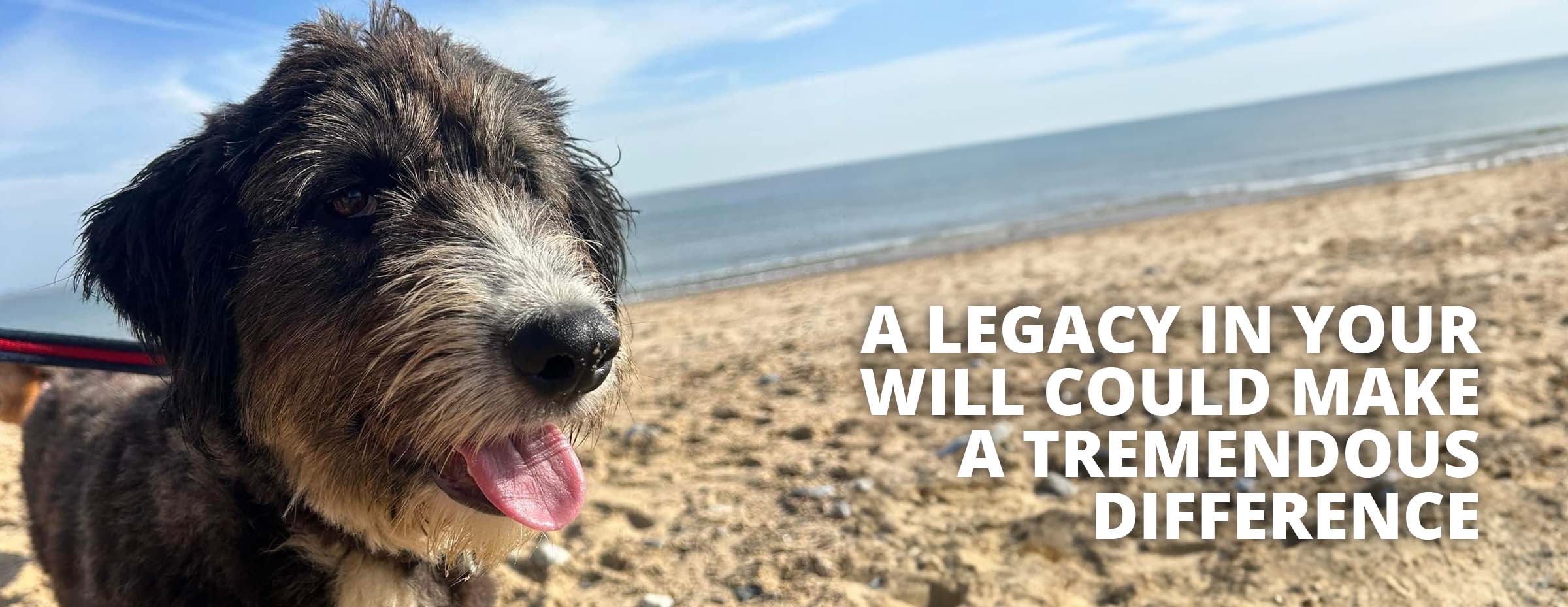 Leaving a legacy in your will for Safe Rescue for Dogs